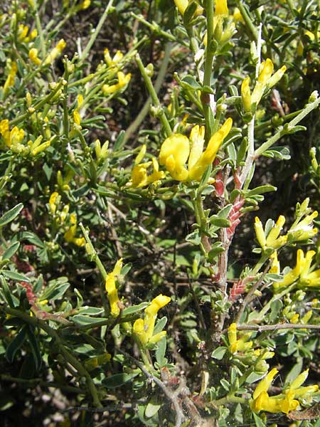 Anthyllis hermanniae \ Dorniger Wundklee / Shrubby Kidney Vetch, Korsika/Corsica Col de Teghime 23.5.2010