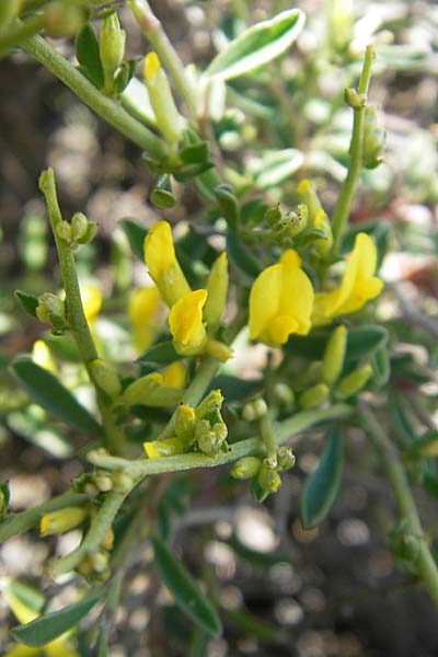 Anthyllis hermanniae \ Dorniger Wundklee / Shrubby Kidney Vetch, Korsika/Corsica Col de Teghime 23.5.2010