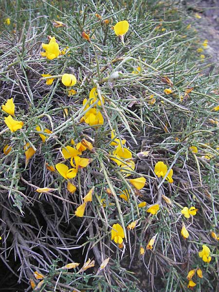 Genista salzmannii \ Salzmanns Ginster / Salzmann's Broom, Korsika/Corsica Scala di Santa Regina 27.5.2010