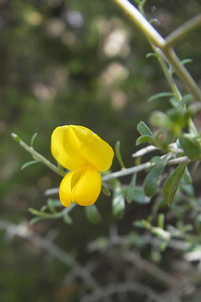 Genista corsica ? \ Korsischer Ginster / Corsican Broom, Korsika/Corsica Porto 29.5.2010