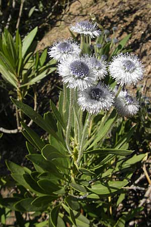 Globularia alypum \ Strauchige Kugelblume, Korsika L'Ile-Rousse 24.5.2010