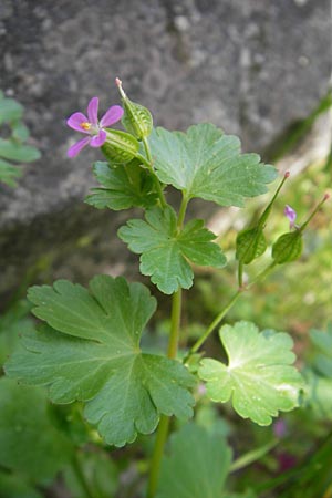 Geranium lucidum \ Glnzender Storchschnabel, Korsika Restonica 26.5.2010