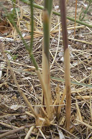 Elymus farctus \ Binsen-Quecke, Strandweizen / Sand Couch, See Wheat, Korsika/Corsica Porto Vecchio 3.6.2010