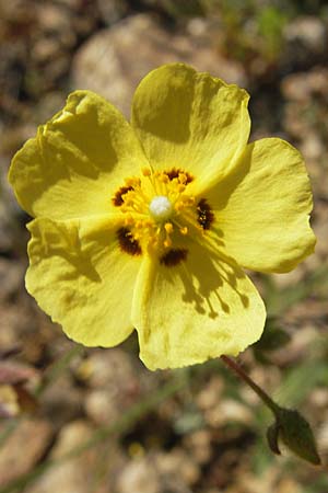 Tuberaria guttata \ Geflecktes Sandrschen / Spotted Rock-Rose, Korsika/Corsica Scala di Santa Regina 27.5.2010