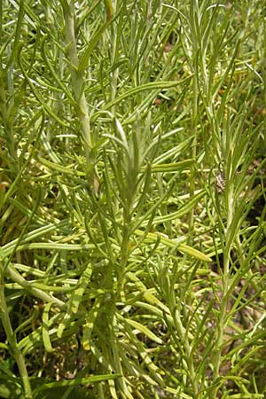 Helichrysum italicum \ Italienische Strohblume, Curry-Kraut, Korsika Porto 28.5.2010