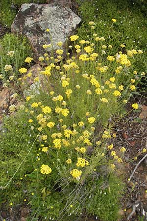 Helichrysum italicum \ Italienische Strohblume, Curry-Kraut, Korsika Porto 28.5.2010