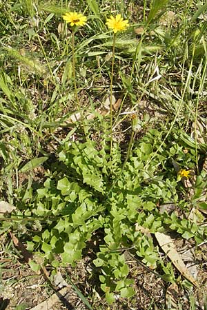 Hyoseris radiata \ Schweinssalat / Perennial Hyoseris, Korsika/Corsica Aregno Marina 24.5.2010