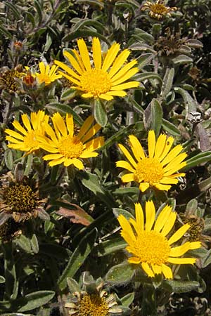 Asteriscus maritimus / Beach Daisy, Corsica Bonifacio 1.6.2010