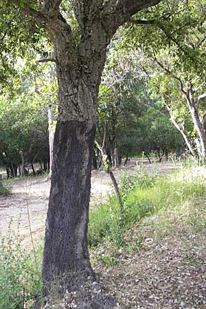 Quercus suber \ Kork-Eiche / Cork Oak, Korsika/Corsica Sartene 30.5.2010