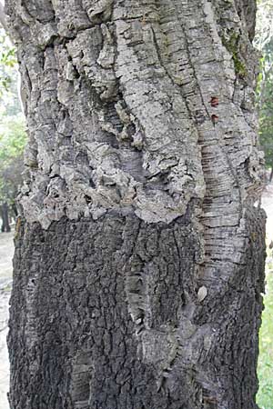 Quercus suber \ Kork-Eiche / Cork Oak, Korsika/Corsica Sartene 30.5.2010