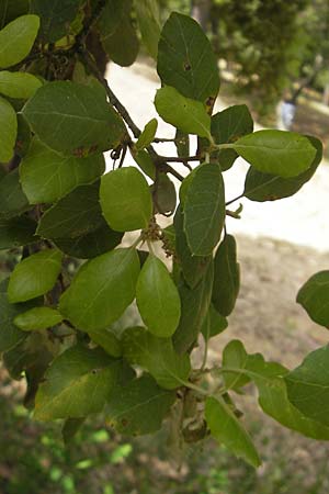 Quercus suber \ Kork-Eiche, Korsika Sartene 31.5.2010