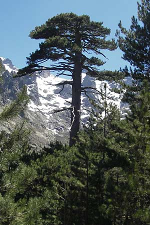 Pinus nigra subsp. laricio \ Laricio-Kiefer, Korsische Schwarz-Kiefer / Corsian Pine, Korsika/Corsica Monte Cinto 25.5.2010