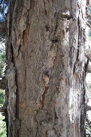 Pinus nigra subsp. laricio \ Laricio-Kiefer, Korsische Schwarz-Kiefer / Corsian Pine, Korsika/Corsica Monte Cinto 25.5.2010