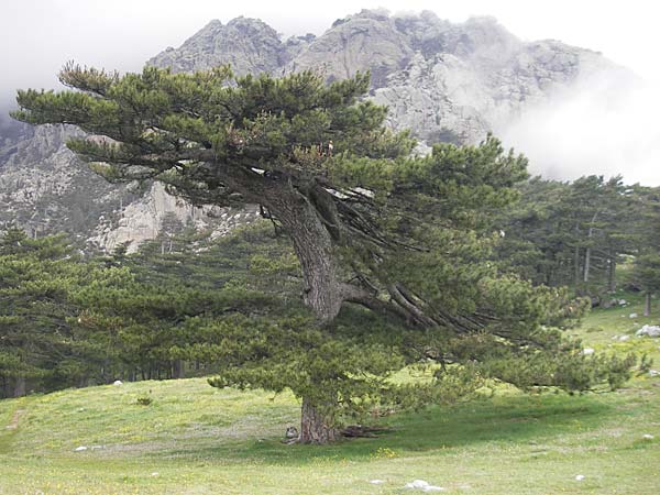 Pinus nigra subsp. laricio \ Laricio-Kiefer, Korsische Schwarz-Kiefer / Corsian Pine, Korsika/Corsica Col de Bavella 2.6.2010