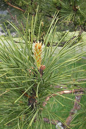 Pinus nigra subsp. laricio \ Laricio-Kiefer, Korsische Schwarz-Kiefer / Corsian Pine, Korsika/Corsica Col de Bavella 2.6.2010