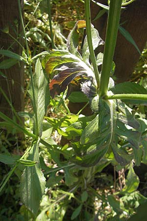 Knautia integrifolia \ Einjhrige Witwenblume / Whole-Leaved Scabious, Korsika/Corsica Porto 28.5.2010