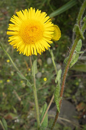 Pulicaria odora \ Wohlriechendes Flohkraut / Mediterranean Fleabane, Korsika/Corsica Porto 28.5.2010