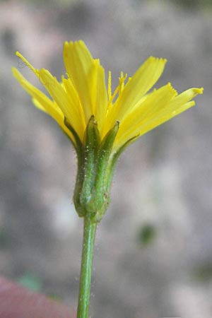 Crepis leontodontoides \ Italienischer Pippau, Korsika Porto 29.5.2010