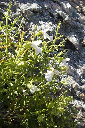 Stachys glutinosa \ Klebriger Ziest / Sticky Woundwort, Korsika/Corsica Col de Teghime 23.5.2010
