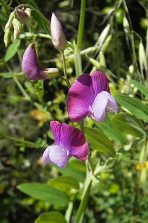 Lathyrus clymenum \ Purpur-Platterbse, Korsika Saint-Florent 23.5.2010