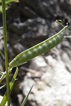 Vicia angustifolia / Narrow-Leaved Vetch, Corsica Asco 25.5.2010