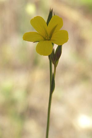 Linum trigynum \ Dreigriffeliger Lein, Korsika L'Ile-Rousse 24.5.2010