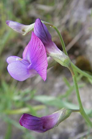 Lathyrus articulatus \ Glieder-Platterbse, Korsika Speloncato 24.5.2010