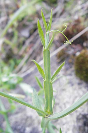 Lathyrus articulatus \ Glieder-Platterbse, Korsika Speloncato 24.5.2010