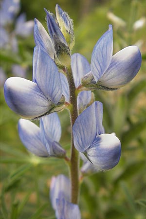 Lupinus angustifolius \ Schmalblttrige Lupine, Korsika Zonza 2.6.2010