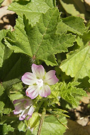 Malva parviflora \ Kleinbltige Malve / Small Mallow, Korsika/Corsica Aregno Marina 24.5.2010