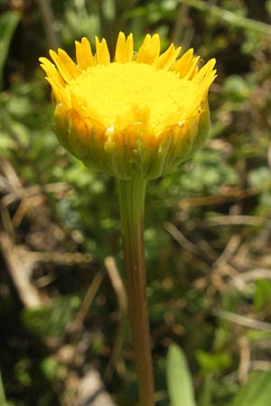 Coleostephus myconis / Yellow Daisy, Corsica L'Ile-Rousse 24.5.2010