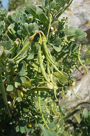 Coronilla valentina \ Valencia-Kronwicke, Strauch-Kronwicke / Shrubby Scorpion Vetch, Korsika/Corsica Speloncato 24.5.2010