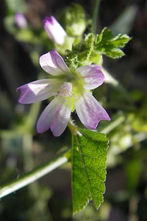 Malva parviflora \ Kleinbltige Malve, Korsika Aregno Marina 23.5.2010