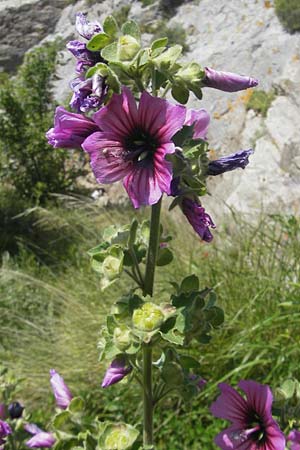 Malva arborea \ Baumfrmige Strauchpappel, Baum-Strauchpappel, Korsika Speloncato 24.5.2010