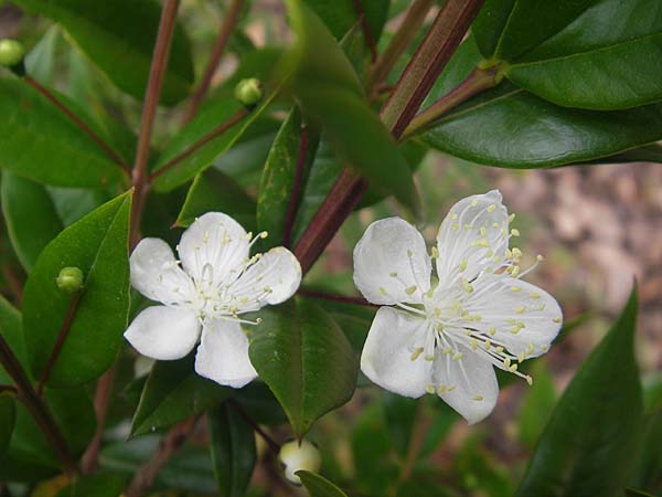 Myrtus communis \ Myrte, Korsika Porto 28.5.2010