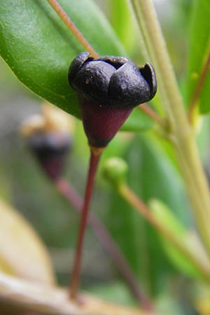 Myrtus communis \ Myrte / Myrtle, Korsika/Corsica Porto 28.5.2010