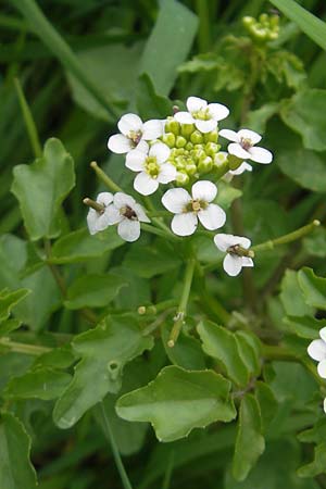 Nasturtium officinale \ Echte Brunnenkresse / Water Cress, Korsika/Corsica Porto Vecchio 3.6.2010