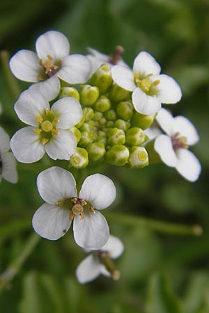 Nasturtium officinale \ Echte Brunnenkresse / Water Cress, Korsika/Corsica Porto Vecchio 3.6.2010