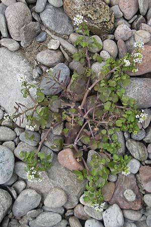 Nasturtium officinale \ Echte Brunnenkresse / Water Cress, Korsika/Corsica Porto Vecchio 3.6.2010