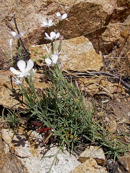 Dianthus gyspergerae \ Korsische Nelke / Corsican Pink, Korsika/Corsica Porto 29.5.2010