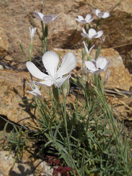 Dianthus gyspergerae \ Korsische Nelke / Corsican Pink, Korsika/Corsica Porto 29.5.2010