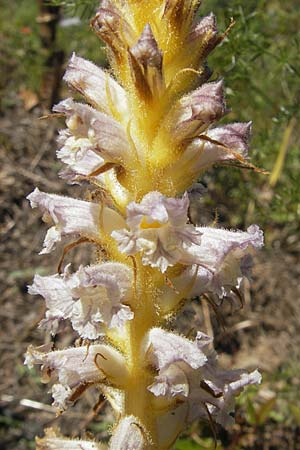 Orobanche crenata \ Gezhnelte Sommerwurz, Kerbige Sommerwurz / Carnation-scented Broomrape, Korsika/Corsica L'Ile-Rousse 24.5.2010