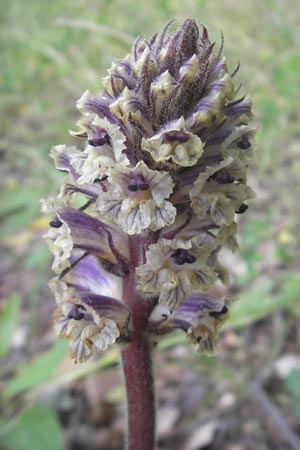 Orobanche crenata \ Gezhnelte Sommerwurz, Kerbige Sommerwurz / Carnation-scented Broomrape, Korsika/Corsica Sartene 31.5.2010