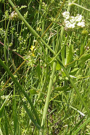 Oenanthe pimpinelloides / Corky-Fruited Water Dropwort, Corsica L'Ile-Rousse 24.5.2010