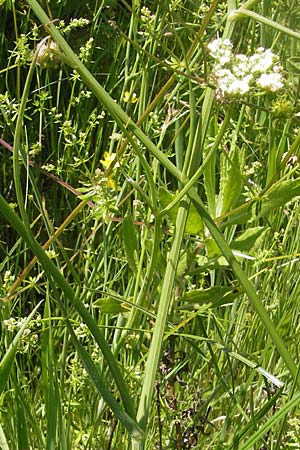 Oenanthe pimpinelloides \ Bibernell-Rebendolde, Sdliche Erdkastanie, Korsika L'Ile-Rousse 24.5.2010