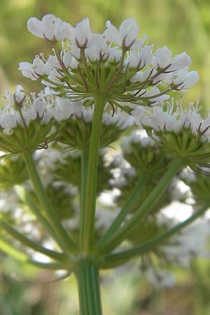 Oenanthe pimpinelloides / Corky-Fruited Water Dropwort, Corsica L'Ile-Rousse 24.5.2010