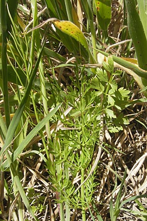 Oenanthe pimpinelloides \ Bibernell-Rebendolde, Sdliche Erdkastanie / Corky-Fruited Water Dropwort, Korsika/Corsica L'Ile-Rousse 24.5.2010