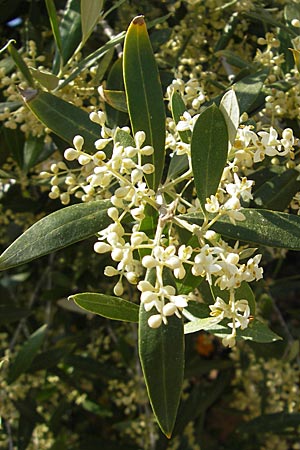 Olea europaea var. europaea \ lbaum, Korsika Porto Marina 29.5.2010