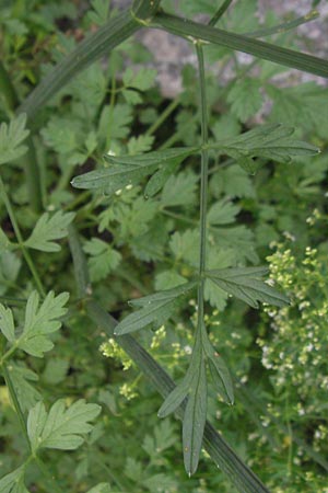 Seseli libanotis / Moon Carrot, Corsica Sartene 30.5.2010