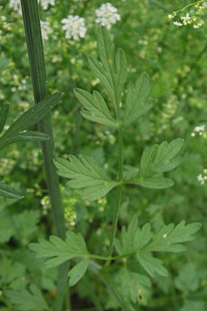 Seseli libanotis \ Heilwurz / Moon Carrot, Korsika/Corsica Sartene 30.5.2010